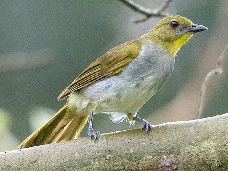 Yellow-necked Greenbul, Photos 4