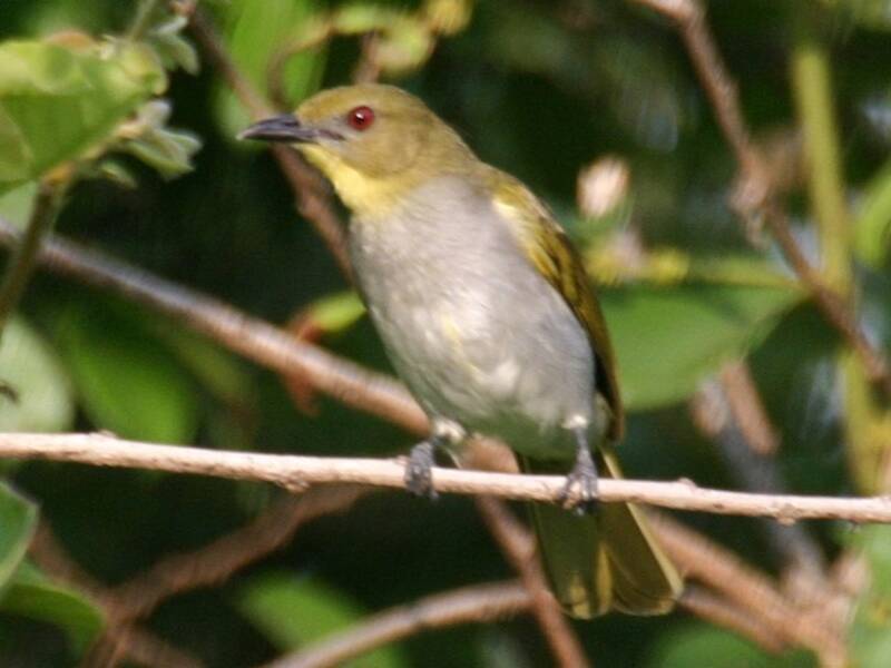 Yellow-necked Greenbul, Photos 2