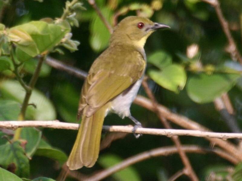 Yellow-necked Greenbul, Photos 3