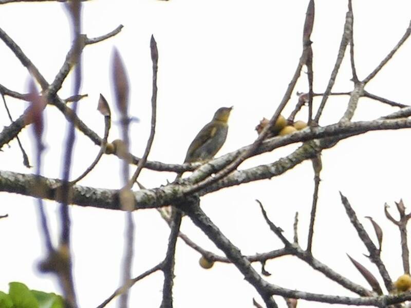 Yellow-necked Greenbul