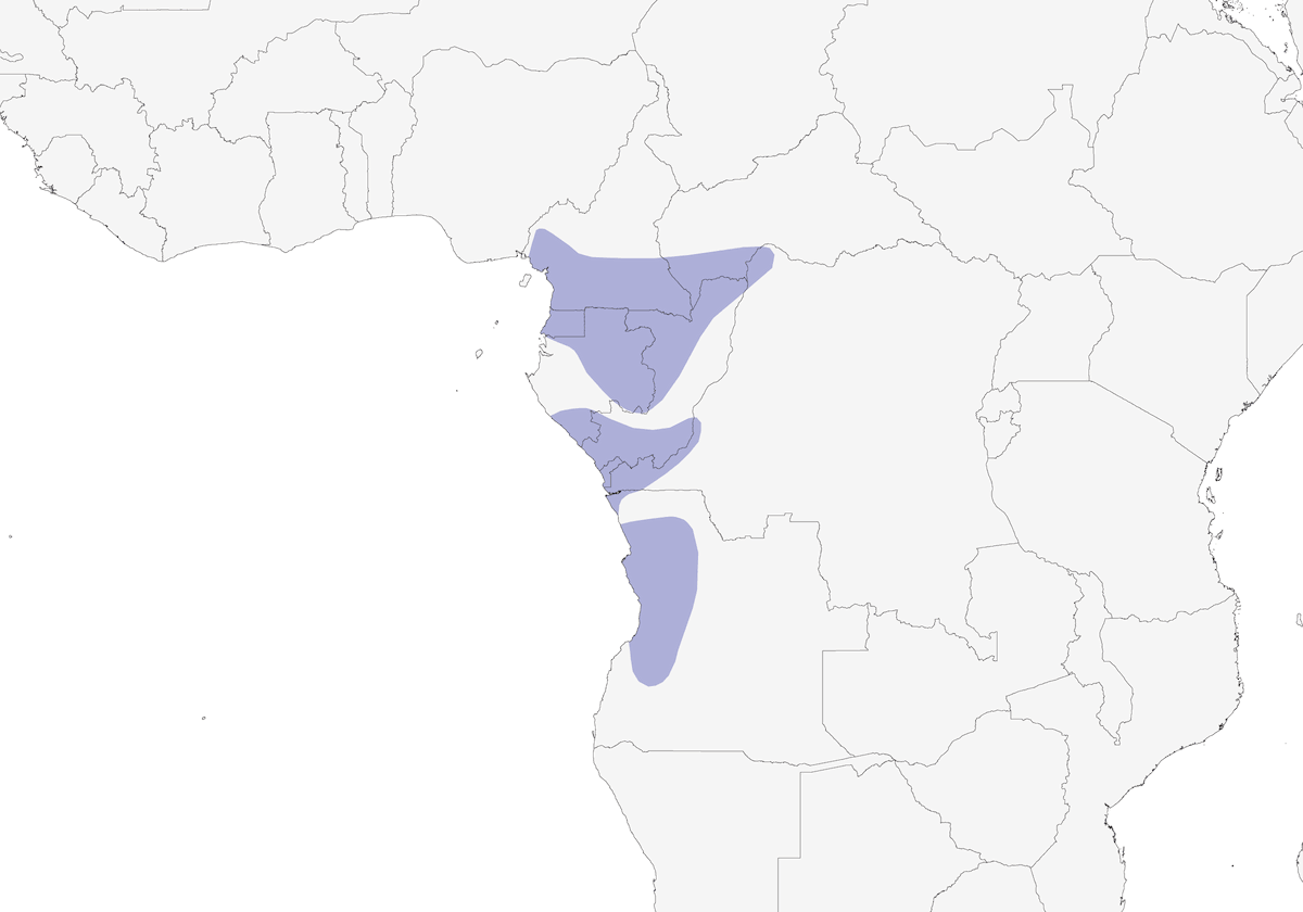 Yellow-necked Greenbul, Distribution 1