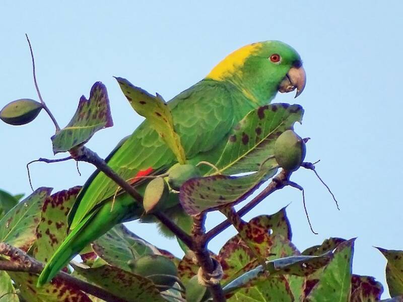 Yellow-naped Amazon