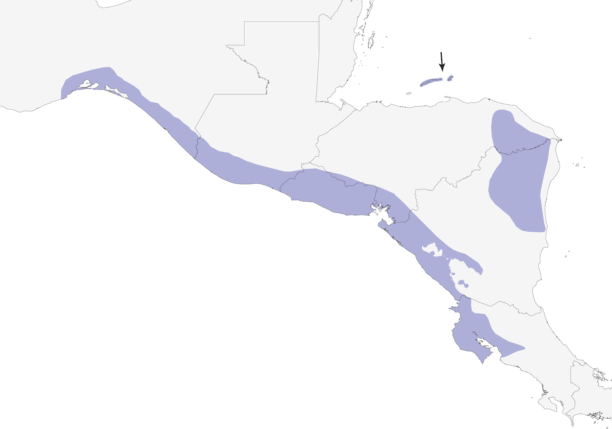 Amazzone nucagialla, Distribuzione 1