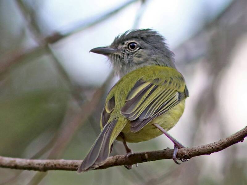 Yellow-olive Flatbill