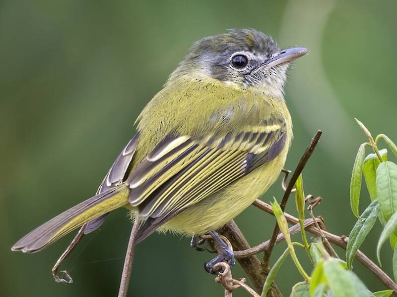 Picochato amarillo-oliváceo, Fotos 2