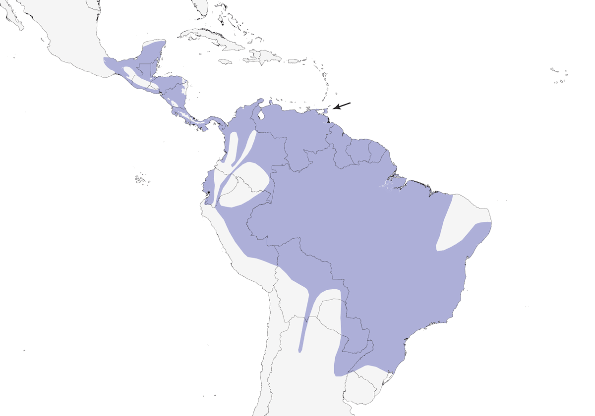 Picochato amarillo-oliváceo, Distribución 1