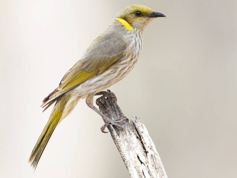 Yellow-plumed Honeyeater, Photos 3