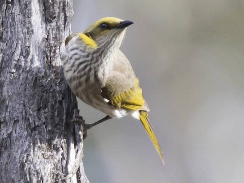 Yellow-plumed Honeyeater, Photos 2