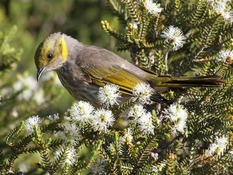 Yellow-plumed Honeyeater, Photos 4