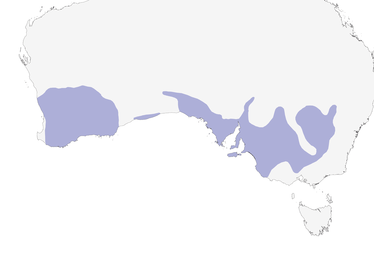 Yellow-plumed Honeyeater, Distribution 1