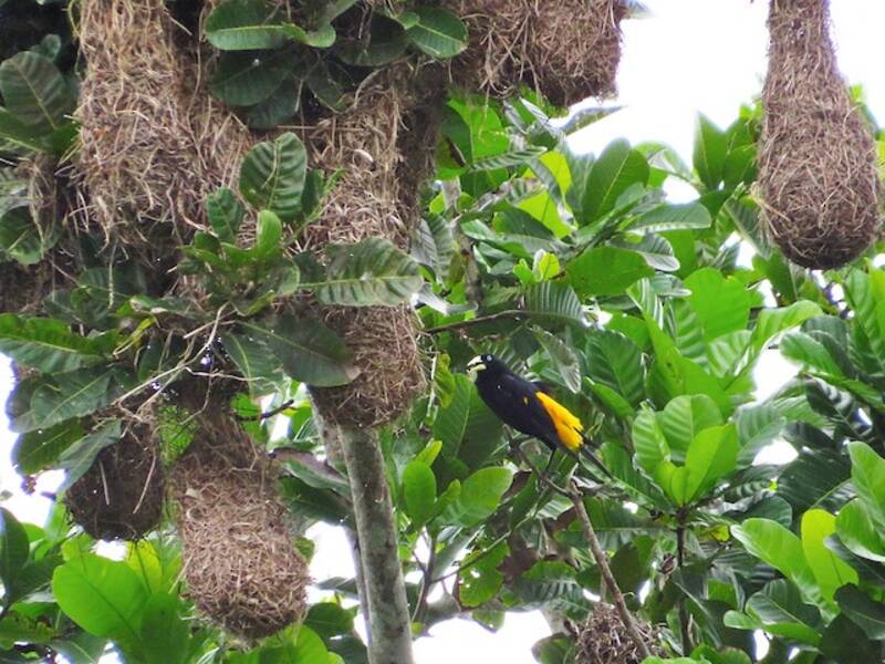 Yellow-rumped Cacique, Photos 3