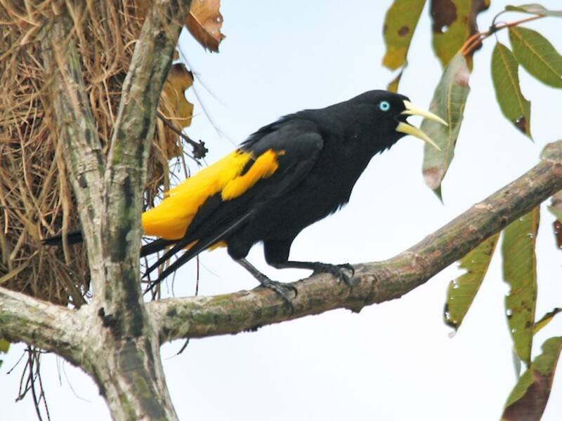 Yellow-rumped Cacique, Photos 2