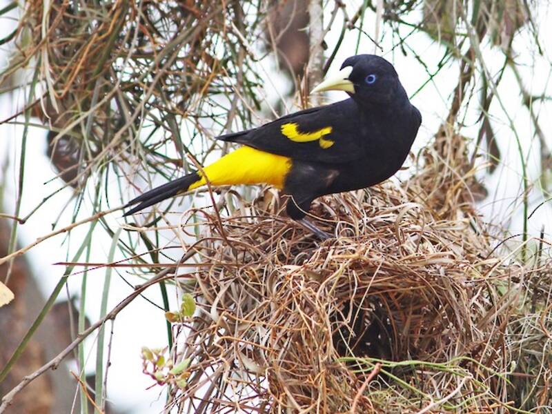 Yellow-rumped Cacique, Photos 4