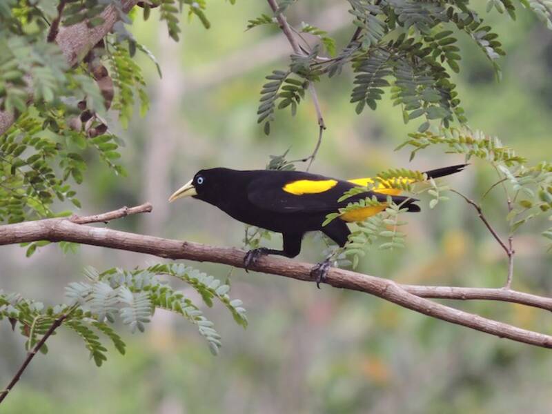 Yellow-rumped Cacique