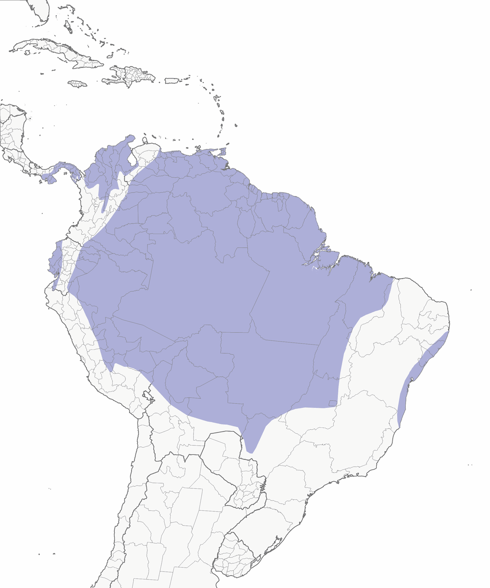 Yellow-rumped Cacique, Distribution 1