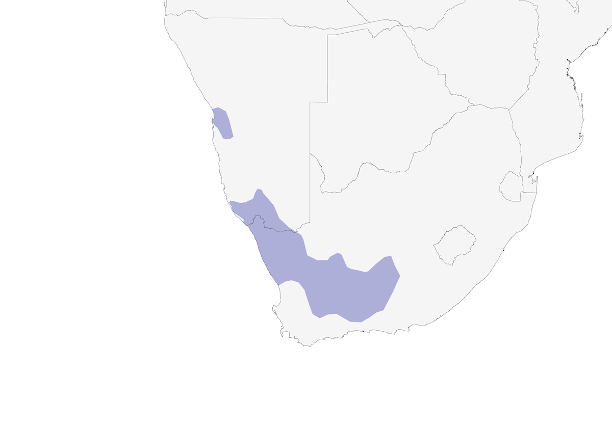 Érémomèle du Karoo, Distribution 1
