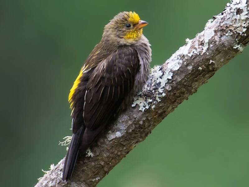 Yellow-rumped Honeyguide, Photos 2