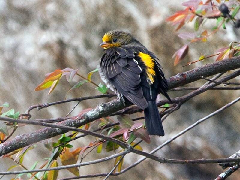 Yellow-rumped Honeyguide, Photos 3