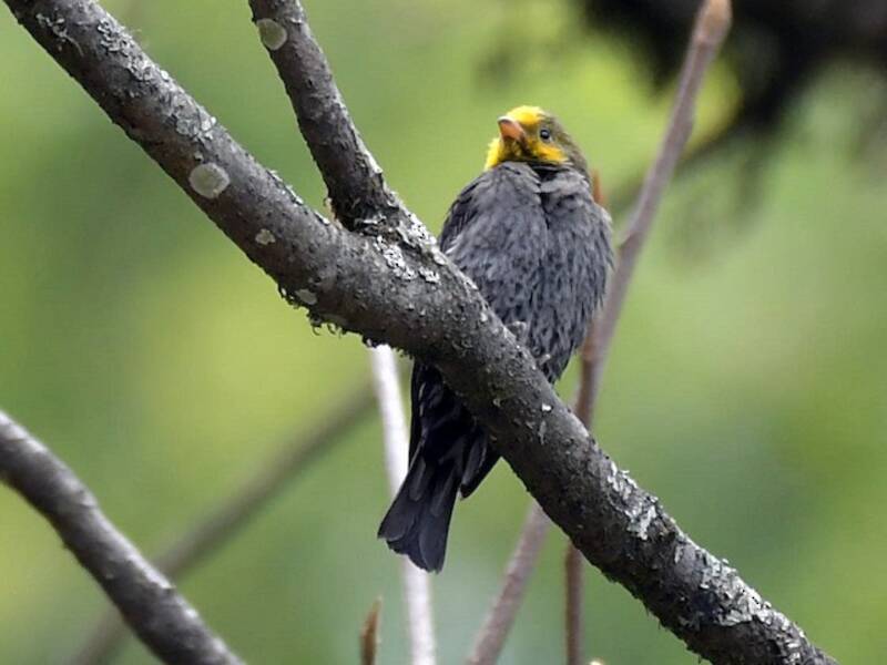 Yellow-rumped Honeyguide, Photos 4