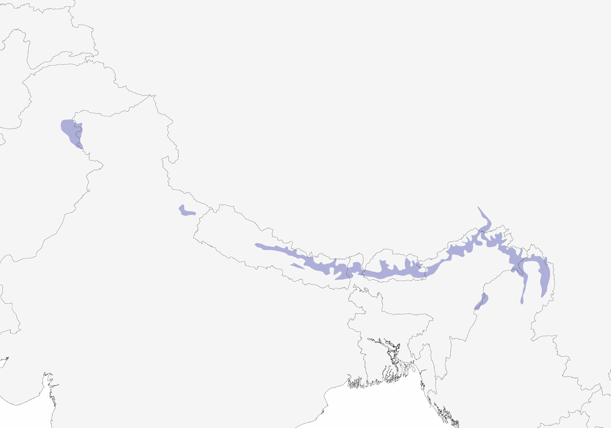 Yellow-rumped Honeyguide, Distribution 1