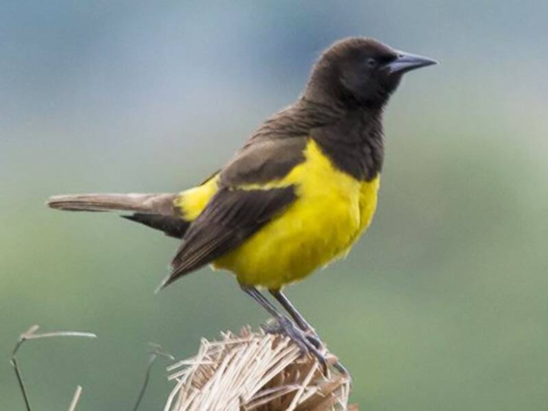 Ittero groppone giallo