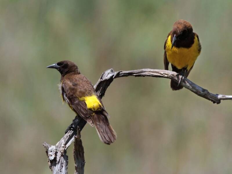 Ittero groppone giallo, Foto 3