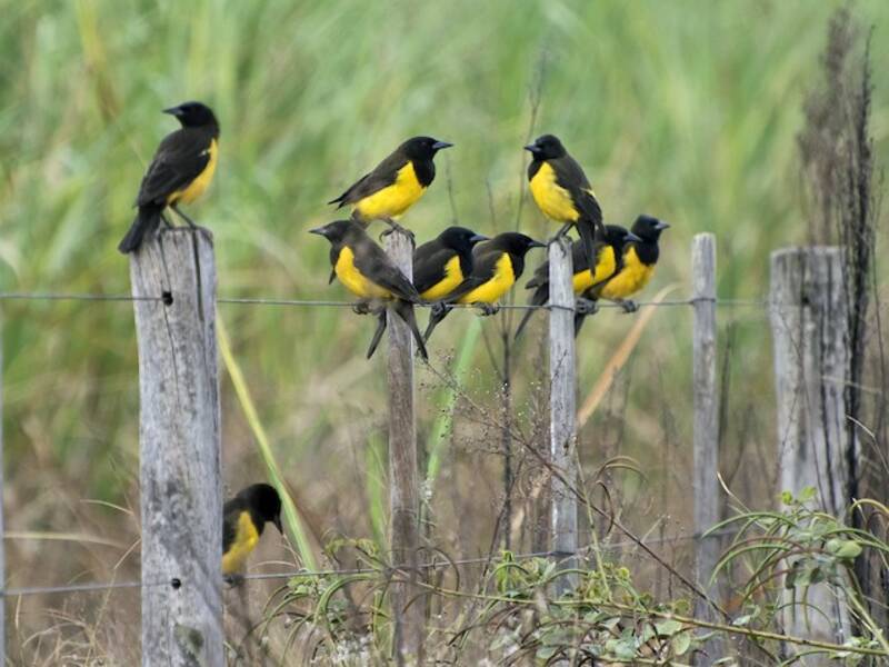 Ittero groppone giallo, Foto 4