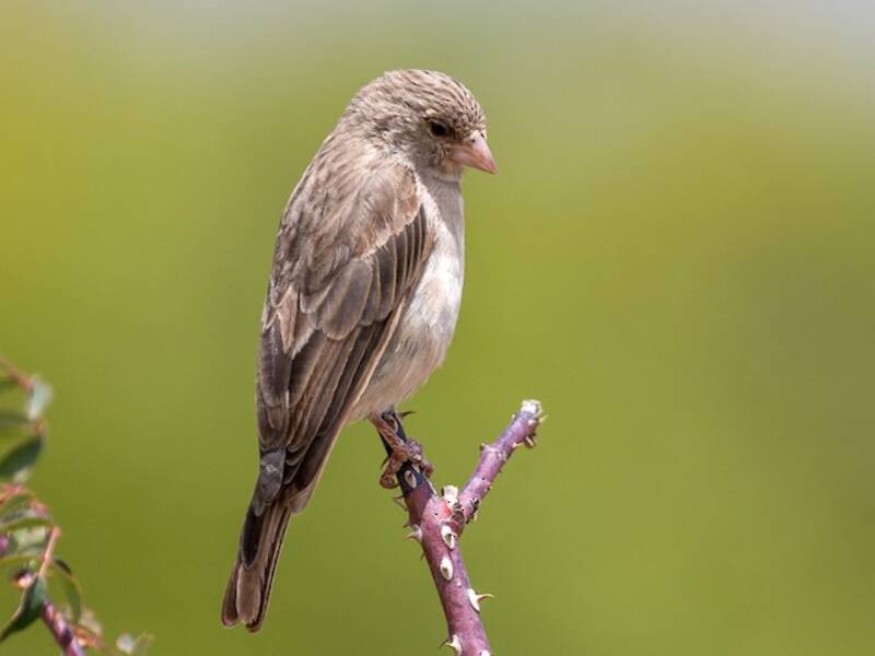 Yellow-rumped Serin, 照片 4