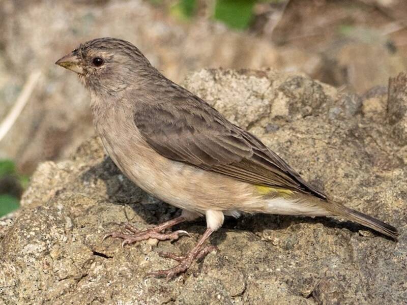 Yellow-rumped Serin, 照片 3