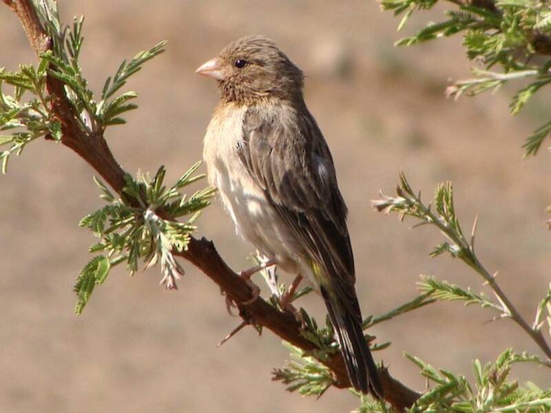 Yellow-rumped Serin, 照片 2
