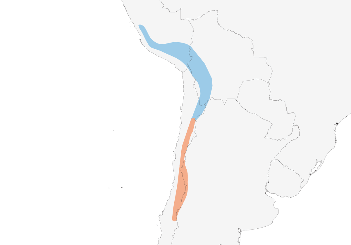 Lucherino groppagialla, Distribuzione 1