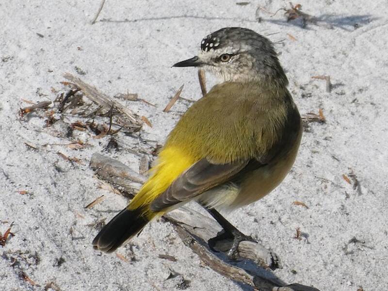 Acantiza dal groppone giallo, Foto 3