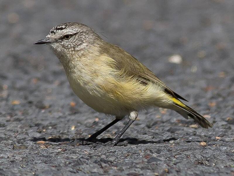 Acantiza dal groppone giallo, Foto 2