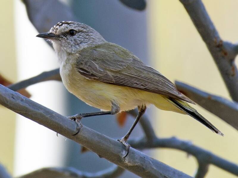 Acantiza dal groppone giallo, Foto 4
