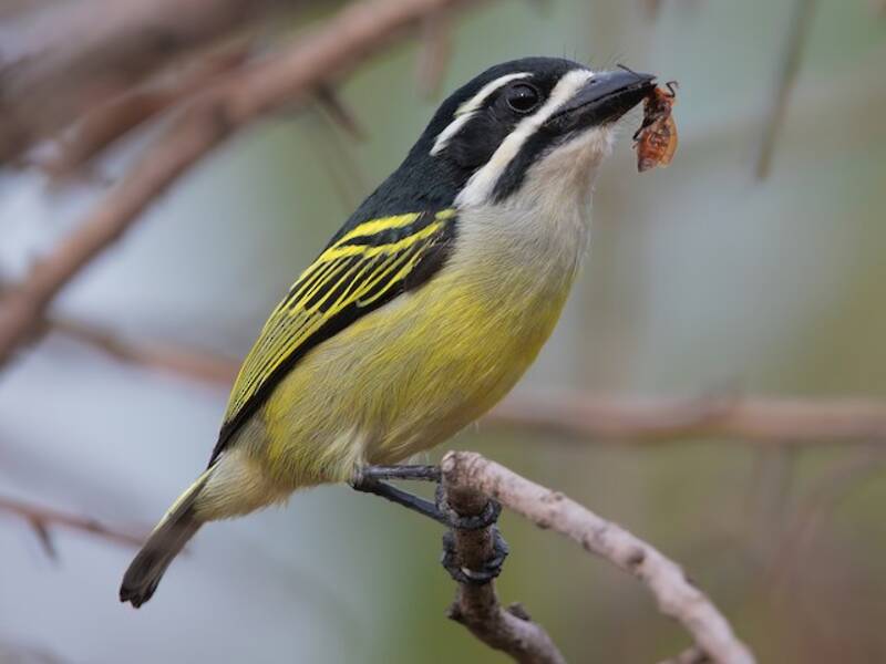 Gelbsteiß-Bartvogel, Fotos 3
