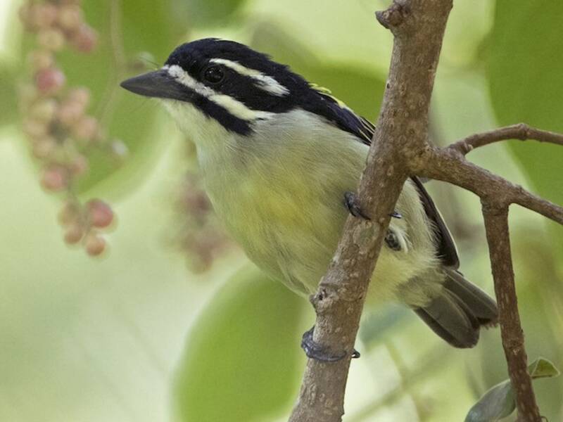 Gelbsteiß-Bartvogel, Fotos 2