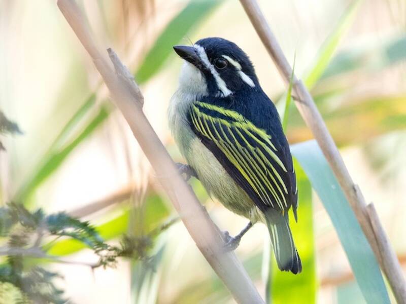 Gelbsteiß-Bartvogel
