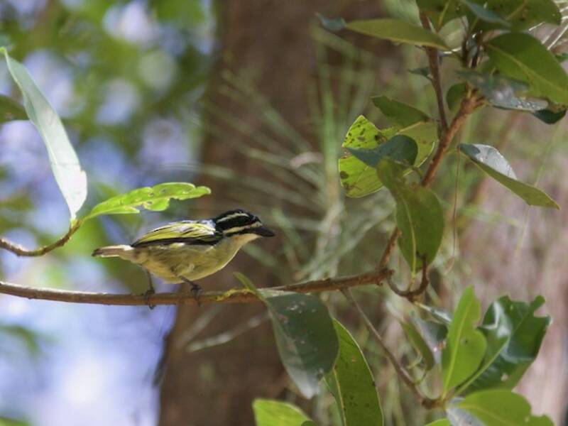 Gelbsteiß-Bartvogel, Fotos 4