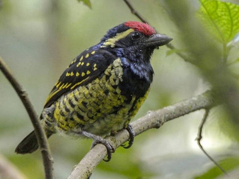 Yellow-spotted Barbet, 照片 3
