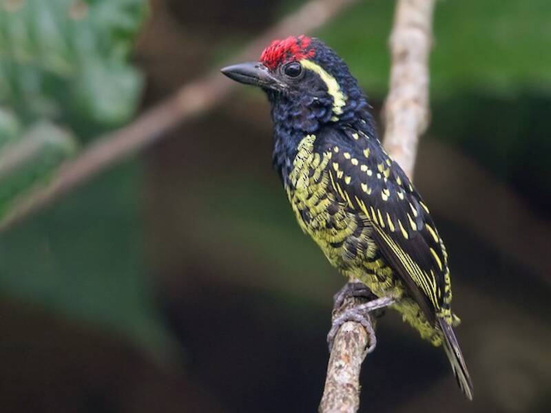 Yellow-spotted Barbet, 照片 4