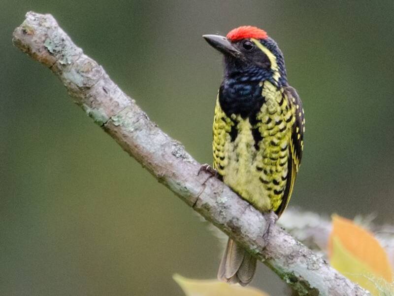 Yellow-spotted Barbet, 照片 2