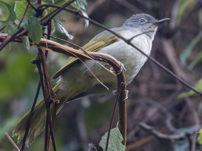 Yellow-streaked Greenbul, Photos 3