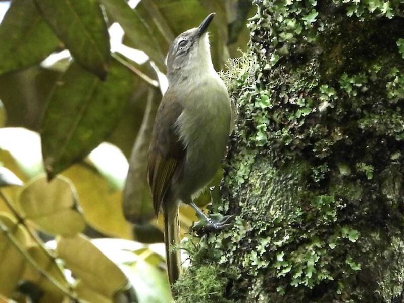 Bulbul striato di giallo