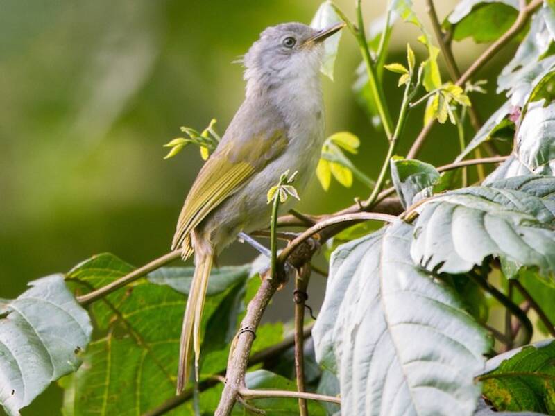 Yellow-streaked Greenbul, Photos 2