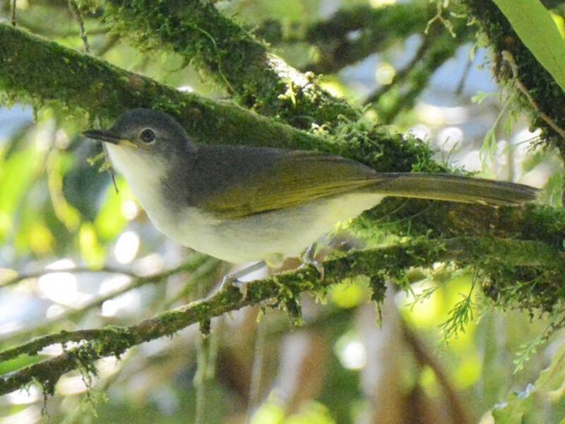 Yellow-streaked Greenbul, Photos 4