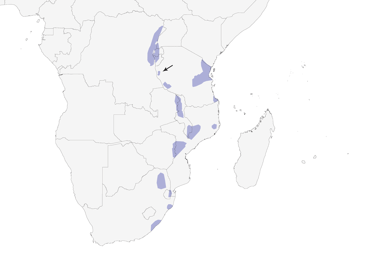 Yellow-streaked Greenbul, Distribution 1
