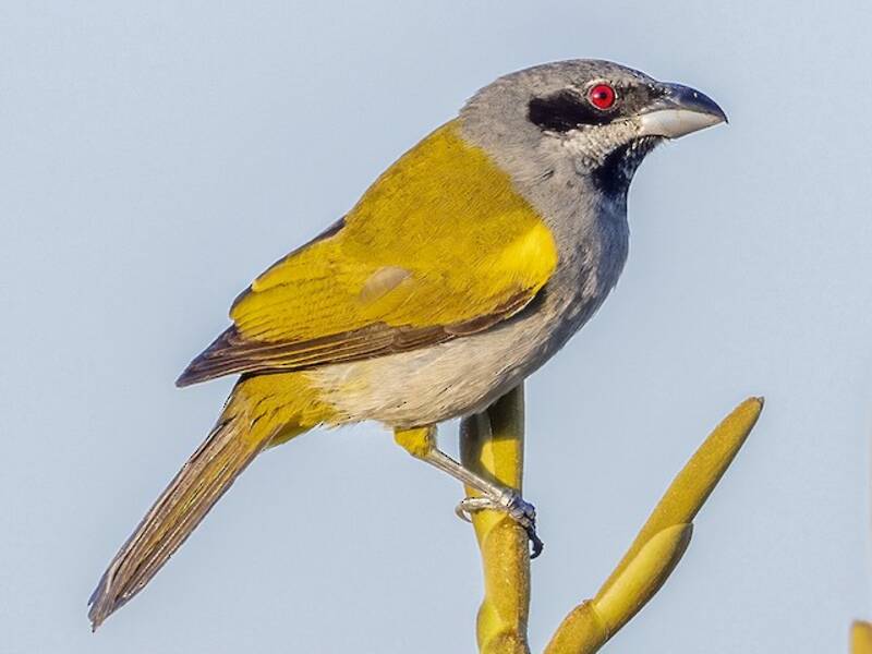 Yellow-shouldered Grosbeak, Photos 4