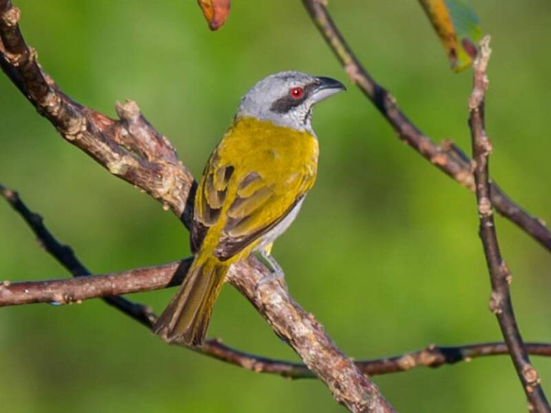 Yellow-shouldered Grosbeak, Photos 2