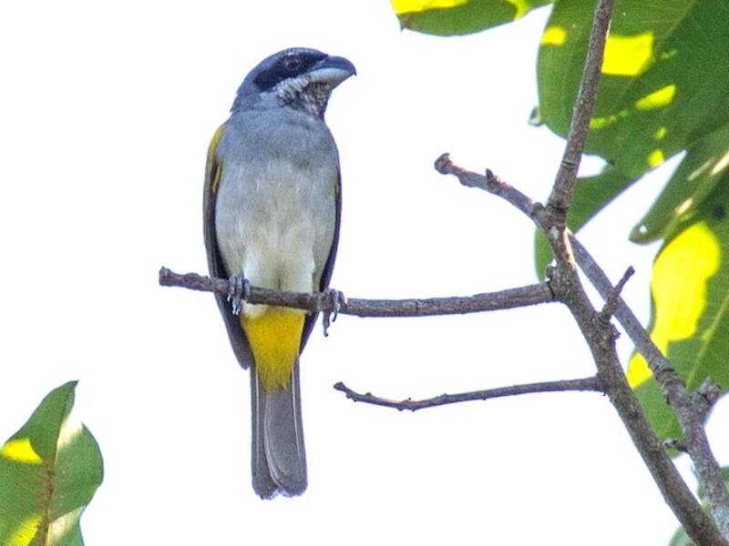 Yellow-shouldered Grosbeak, Photos 3