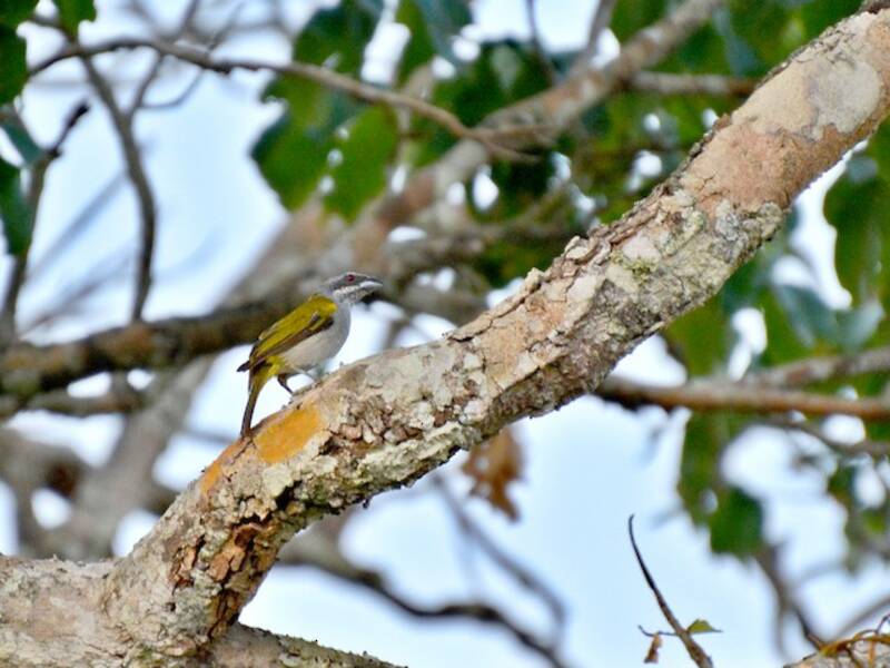Yellow-shouldered Grosbeak